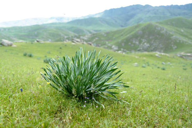 A small green plant is growing in a field. The field is lush and green, with a few rocks scattered throughout. The sky is overcast, giving the scene a peaceful and serene atmosphere