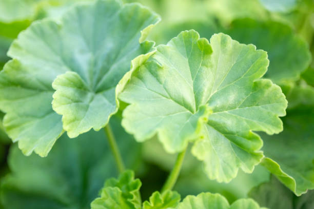 istock Geranium leaves growing at garden 2160545990