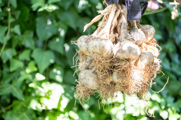 istock Fresh harvest of natural garlic is drying 2160546116
