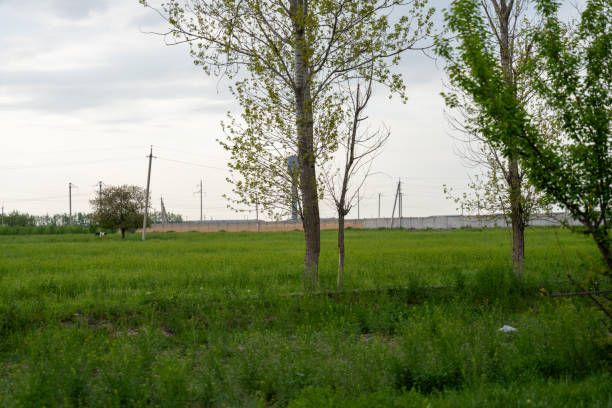 Huge tree without leaves. Alone tree silhouette in green field.
