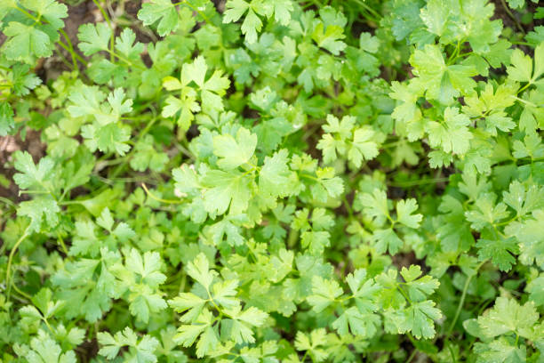 Parsley growing in the garden