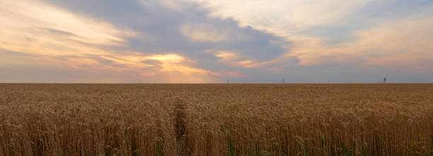 istock wheat growing in a field on a farm panorama 2160547257