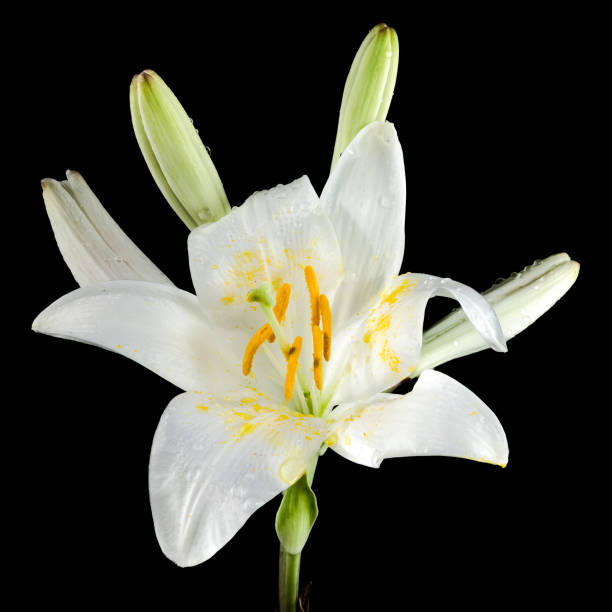 istock Blooming white lily on a black background 2160548126