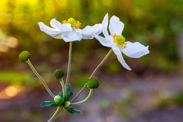 A white flower with yellow center. The flower is in the center of the image and is surrounded by a dark background