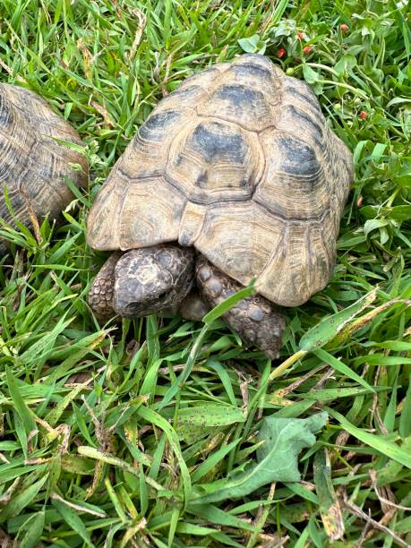 istock Tortoise out in garden 2160549919