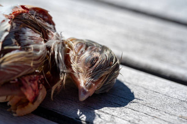 istock New born chicken on its way out of the egg 2160549994