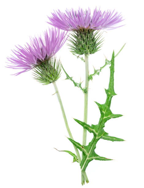 istock Purple milk thistle flower isolated on white background. 2160550166
