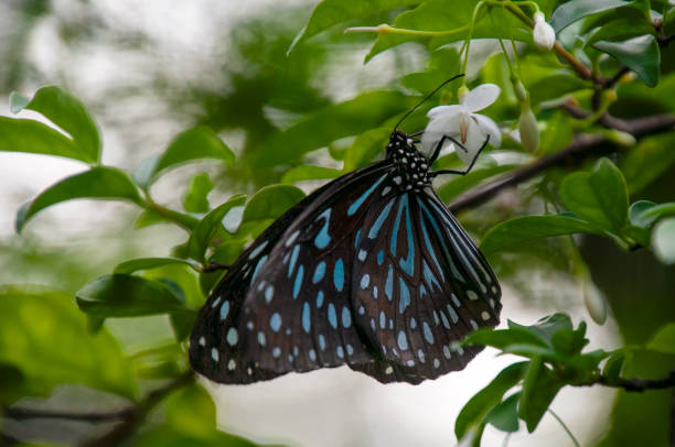 Ideopsis vulgaris, the blue glassy tiger, is a butterfly that belongs , the danaid group of the brush-footed butterflies family. These butterflies inhabits a range of habitats, but especially occur at the edge of rainforest or plantations and in the coastal mangrove areas, and can be found in India, SriLanka, Singapore, Thailand, Laos, Vietnam, Hainan, South Burma - Sundaland, Sumatra, Java, Lesser Sunda Islands - Alor, Borneo – Palawan.