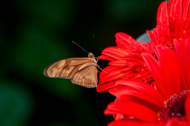 Vindula dejone or malay cruiser on red gerbera flower