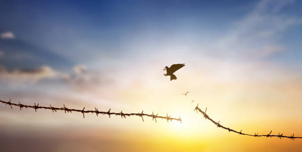 istock Bird flying and barbed wire at autumn sunset background 2160553132