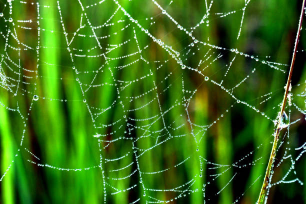 istock Drops of dew on the threads of the web. 2160554166