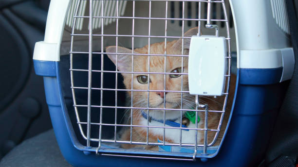 istock Ginger orange cat inside a pet carrier cage on a seat in a vehicle 2160554202