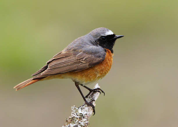 istock Common redstart (Phoenicurus phoenicurus) male closeup sitting on a branch in spring. 2160554204