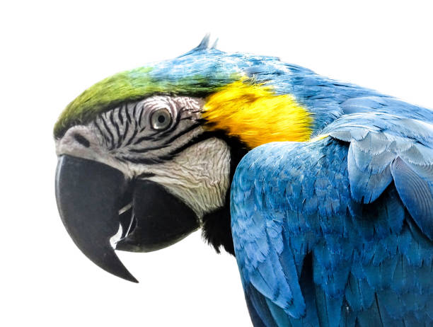 istock Ara parrot isolated on white. Blue-and-yellow macaw isolated 2160554951