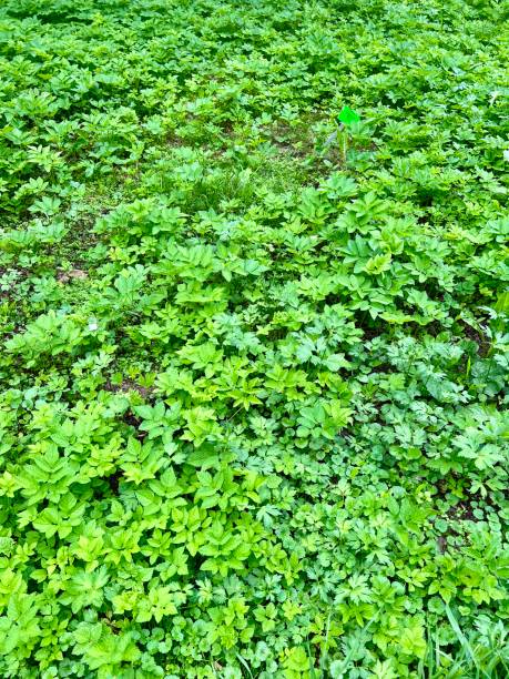 istock Green grass texture background. Natural green grass texture. Top view. 2160557096