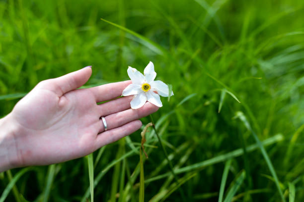 istock Valleys of daffodils in Transcarpathia 2160558945
