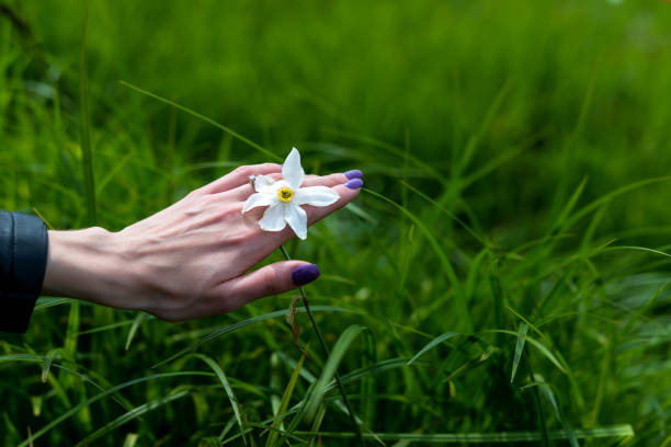Daffodil flowers