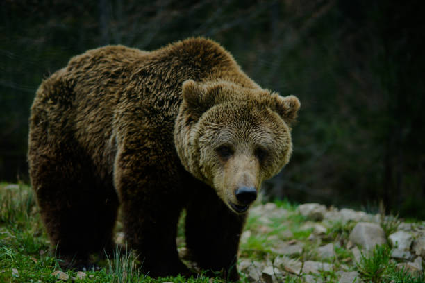 A Brown Bear mother (sow) is seen in this photo with her cub.  The mother is looking at the photographer.  The cub is focus blurred, playing with a beach log in the background.  The bears are near a lake in Katmai National Park in Alaska.  It is raining in the photo.
