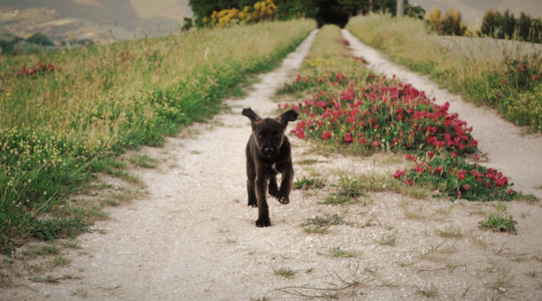 Cute puppy dog runs towards the camera on a flowering country path in spring