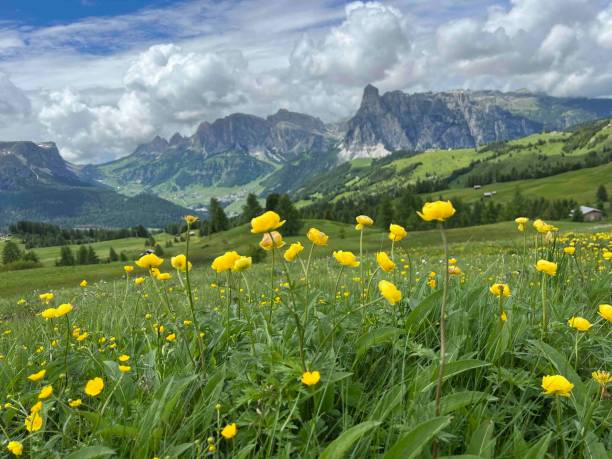 istock Flowers Before a Beautiful Landscape 2160561077