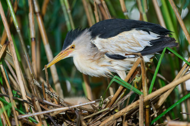Male little bittern at nest