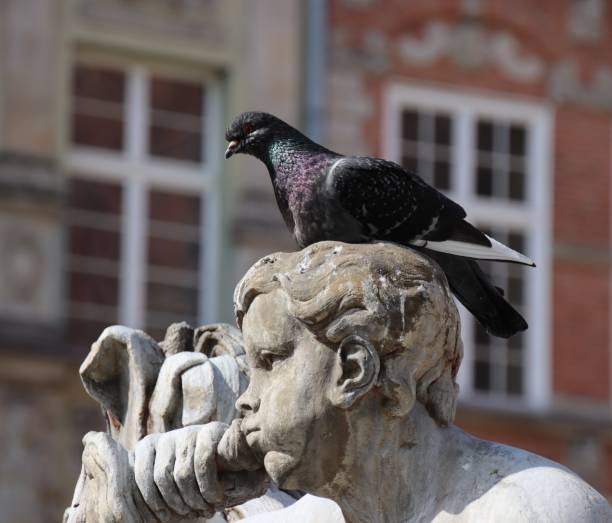 Piegeon in Neptune's Fountain in old town of  Gdansk, Poland