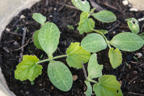 istock Young butternut squash shoots, in a pot. 2160564837