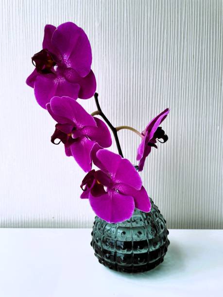 istock Orchids on the white table in a pot 2160564878