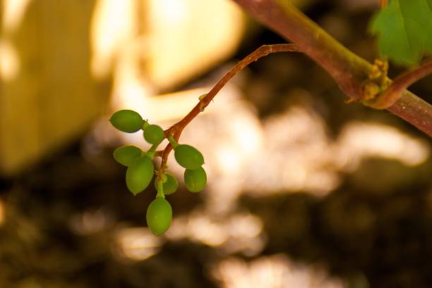 istock Sprig of unripe grape berries with blurred background 2160565705