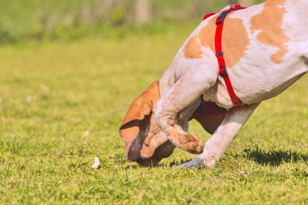 Purebred bloodhound sniff truffle smell on the ground during truffle hunting training