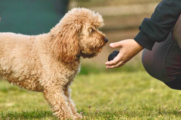 istock Poodle purebred dog truffle hunt training 2160566424