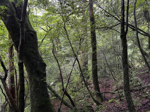 istock The Shiratani Unsuikyo Ravine on Yakushima is a lush nature park containing several ancient cedars, Yakushima is a World Heritage Site island located in Kagoshima Prefecture, Kyushu, Japan 2160569310