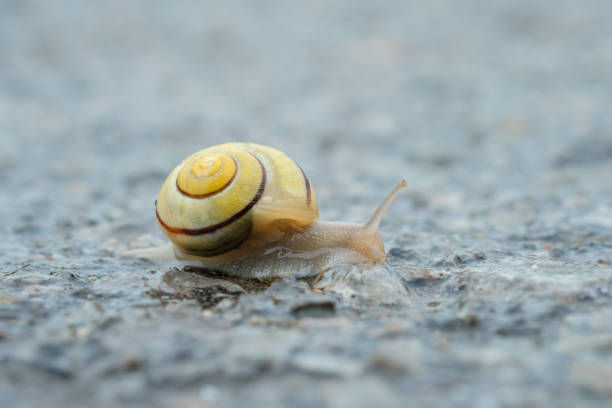 Banded grove snail creeping on wet road closeup
