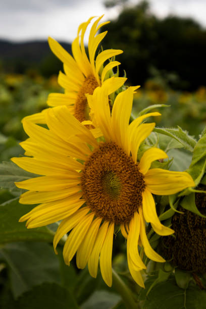 istock Sunflowers that resemble the sun blooming on a meadow. 2160570194