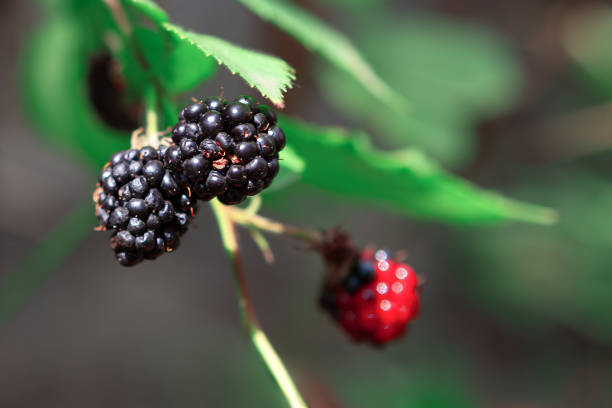 istock Ripe blackberries hanging from a branch 2160570657