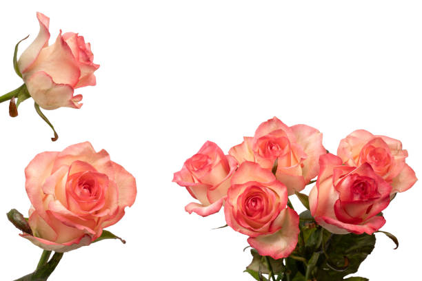 Blooming Pink Rose Close-Up