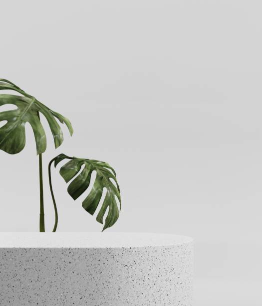 istock 3D rendering of a light stone podium with monstera leaves. 2160571888