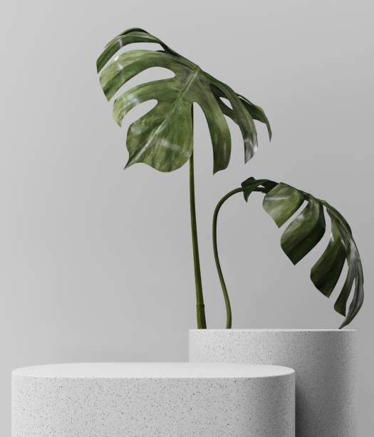 istock 3D rendering of a light stone podium with monstera leaves. 2160571904