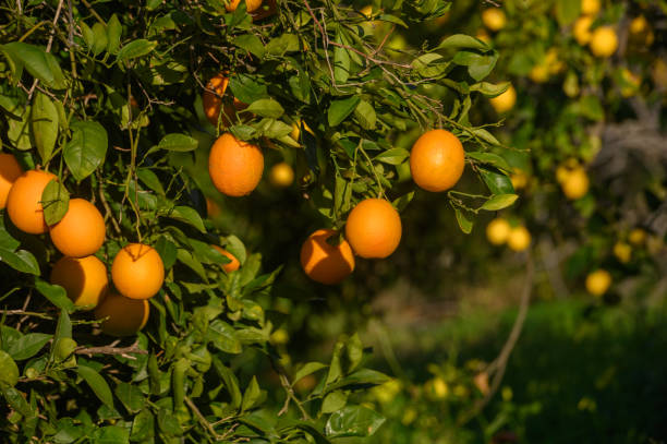 istock oranges on branches in a garden in Cyprus in winter 2 2160572122