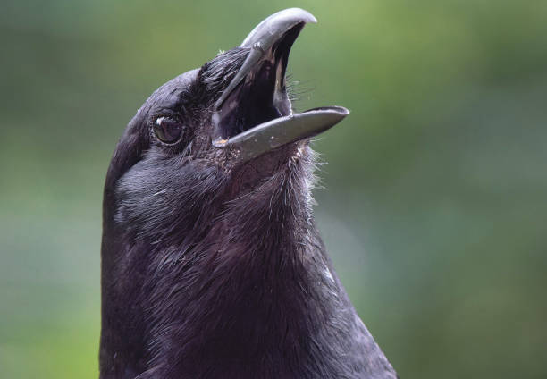 istock A large black bird comes to the backyard deck 2160573446