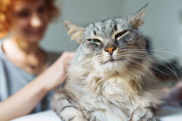 istock domestic cat grooming 2160573978