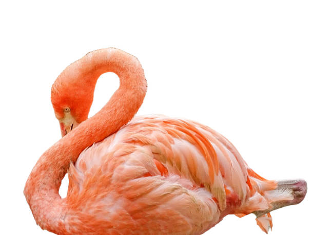 istock Pink flamingo isolated on white background 2160574214