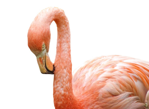 istock Pink flamingo isolated on white 2160574233