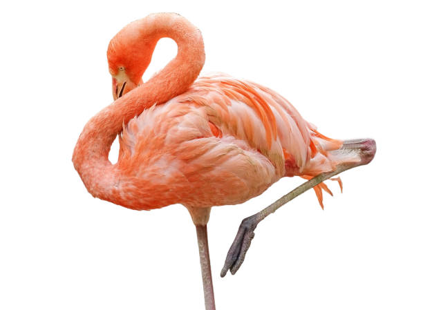 istock Pink flamingo isolated on white background 2160574237