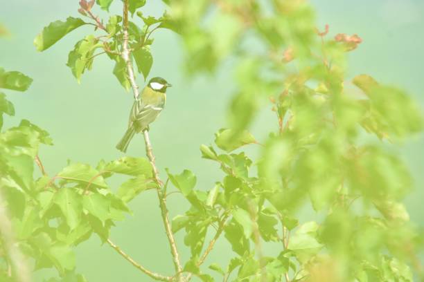 Great Titmouse (Parus Major) portrait in nature, bird watching in a natural reserve concept