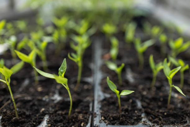 Tomato seedlings growing in a plastic multitray on a sunny windowsill. For a gardener it is the biggest challange to grow vegetables from seeds.
