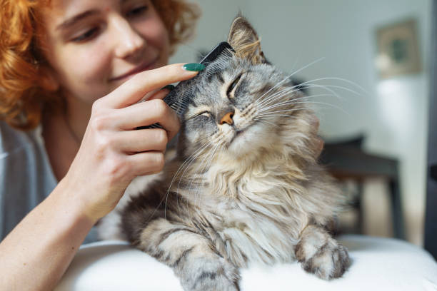 istock domestic cat grooming 2160574698