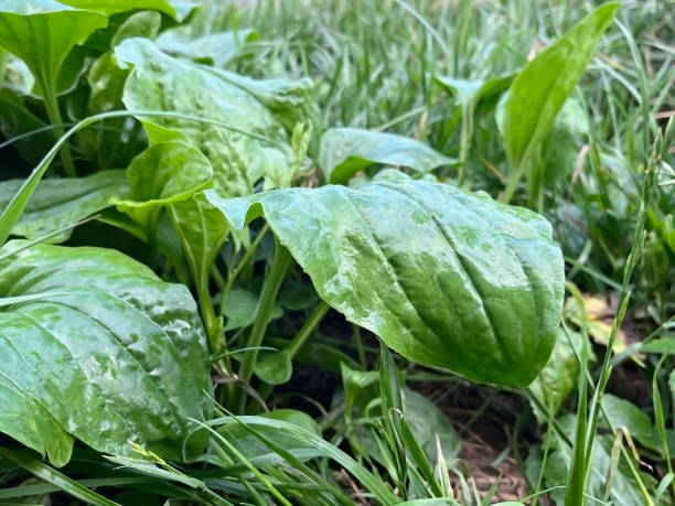 istock wet burdock leaves growing in the forest after the rain 2160574801