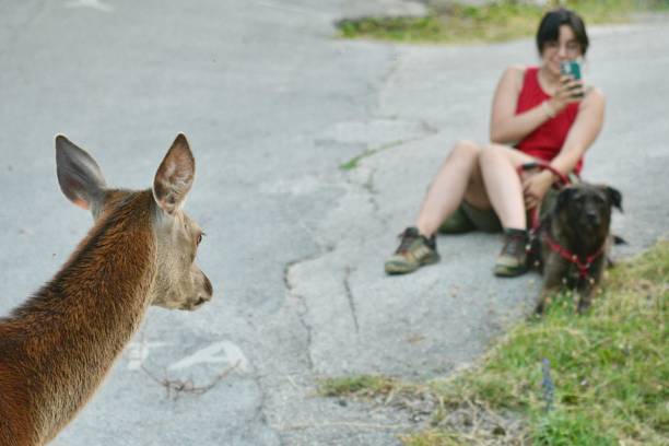 Girl and dog close encounter with a red deer, wildlife watching during mountain vacation concept