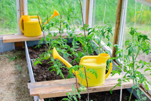 istock Two yellow plastic watering cans stand next to young tomato bushes 2160574971